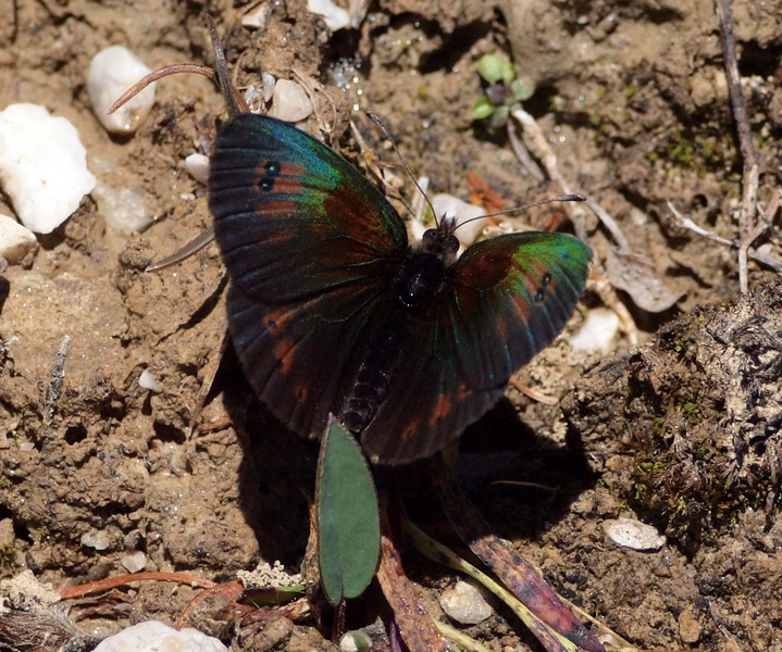 Erebia